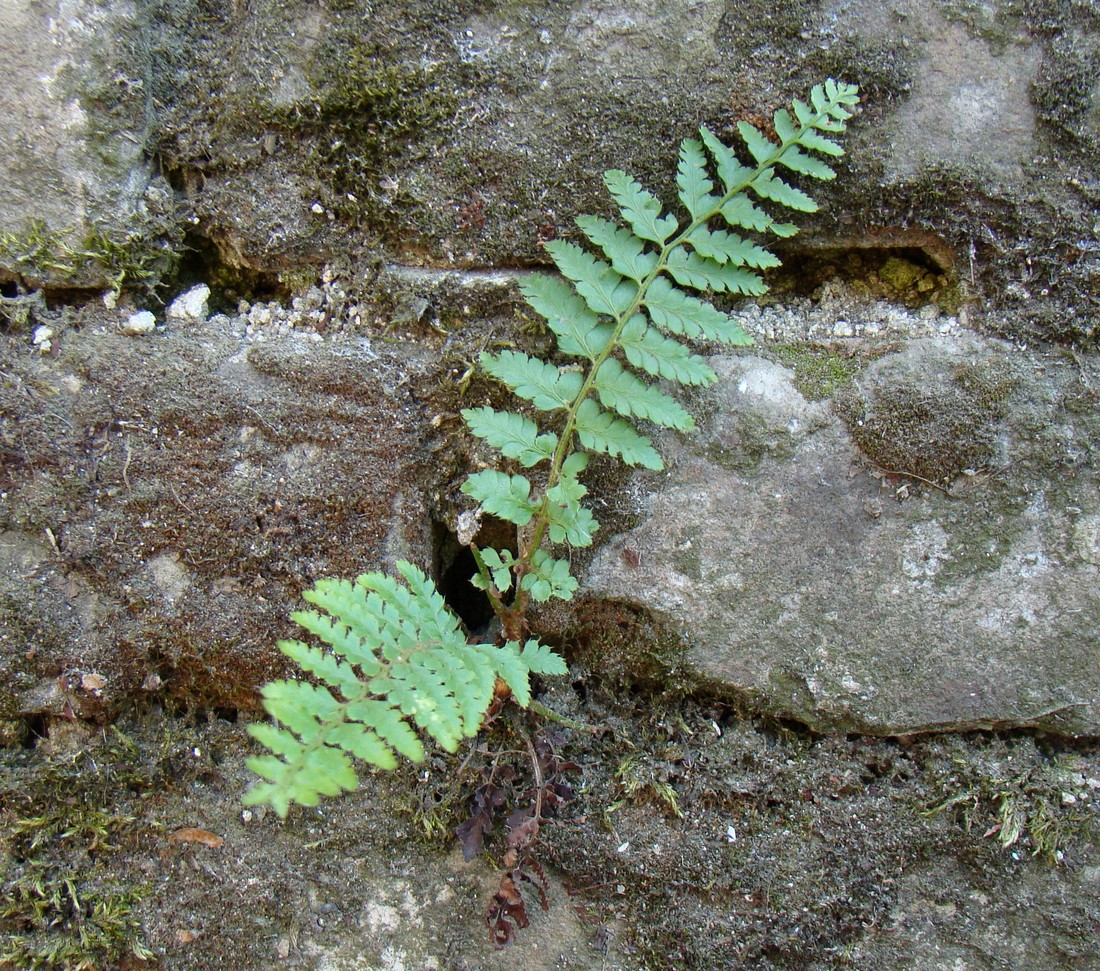 Изображение особи Polystichum braunii.