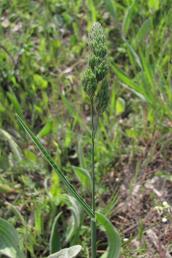 Изображение особи Dactylis hispanica.