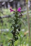 Pedicularis resupinata