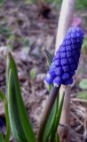 род Muscari