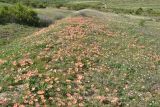 Oxalis obtusa