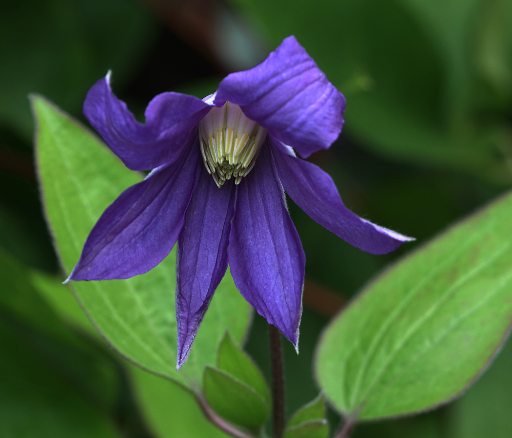 Image of Clematis × jackmanii specimen.