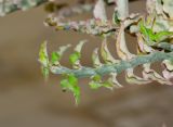 Euphorbia tithymaloides. Верхушка побега. Израиль, впадина Мёртвого моря, киббуц Эйн-Геди. 24.04.2017.