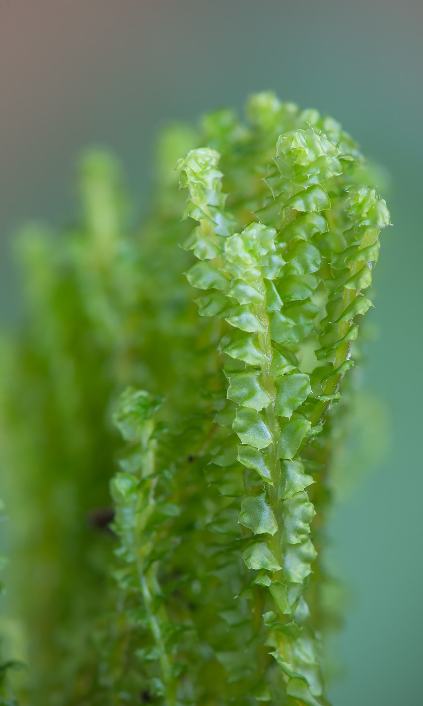 Image of Barbilophozia lycopodioides specimen.