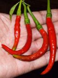 Capsicum annuum