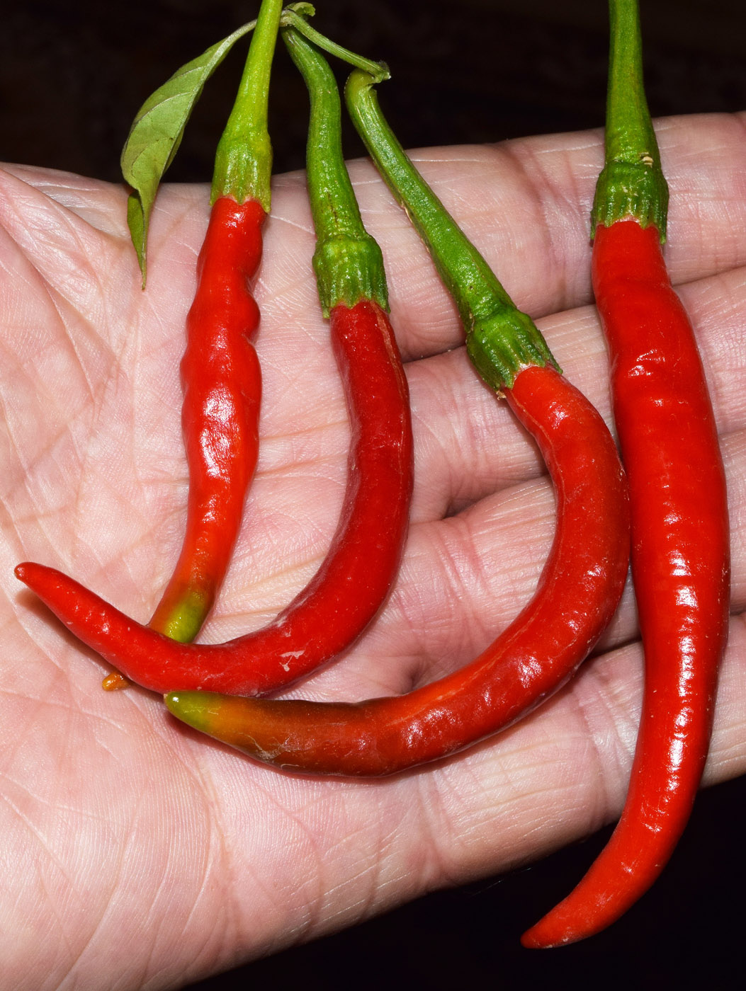 Image of Capsicum annuum specimen.