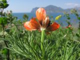 Adonis aestivalis