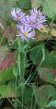 Aster amellus