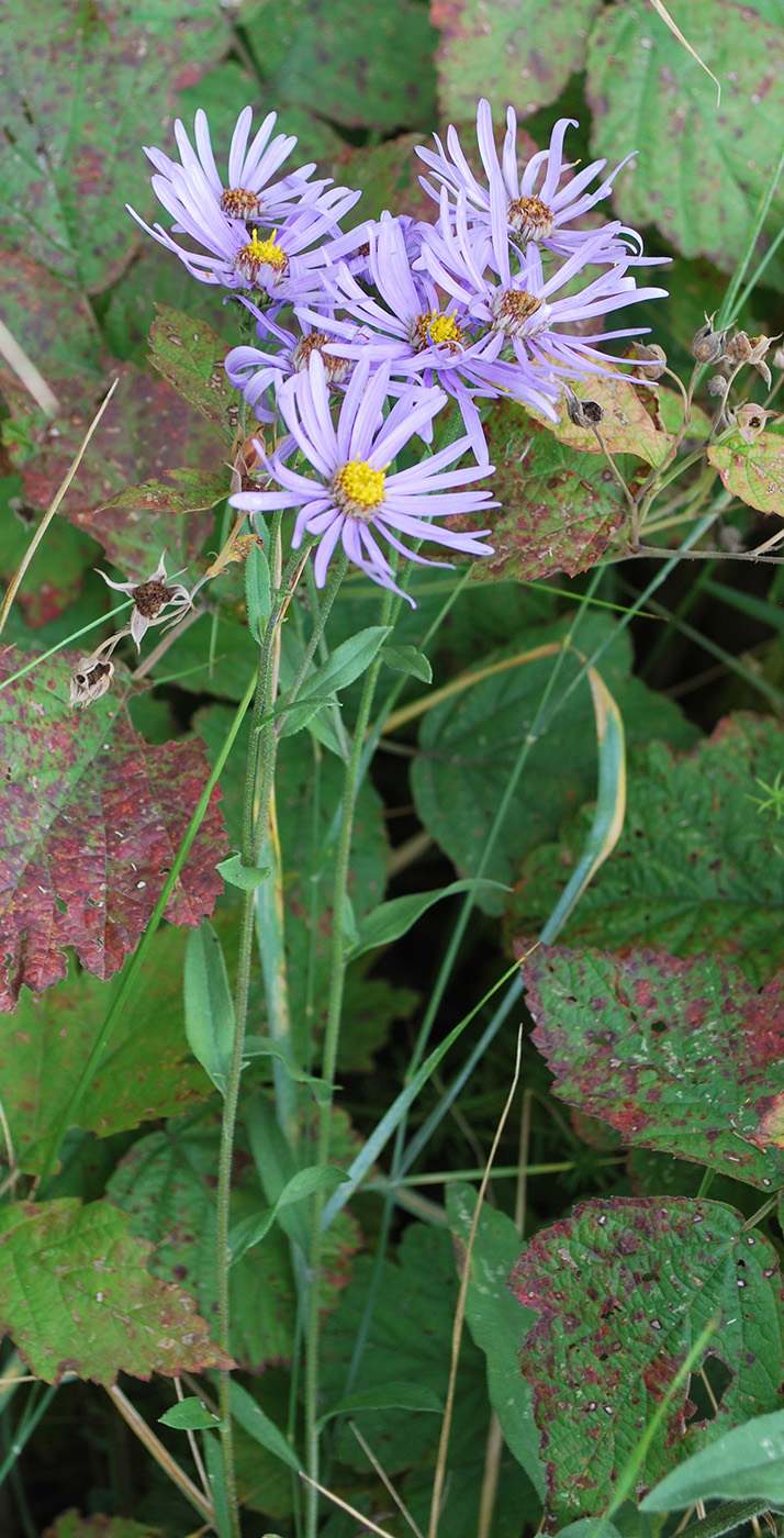 Image of Aster amellus specimen.