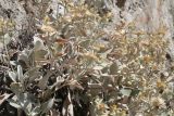 Inula verbascifolia. Плодоносящее растение. Греция, о. Родос, на известняковой стене. Июль 2017 г.