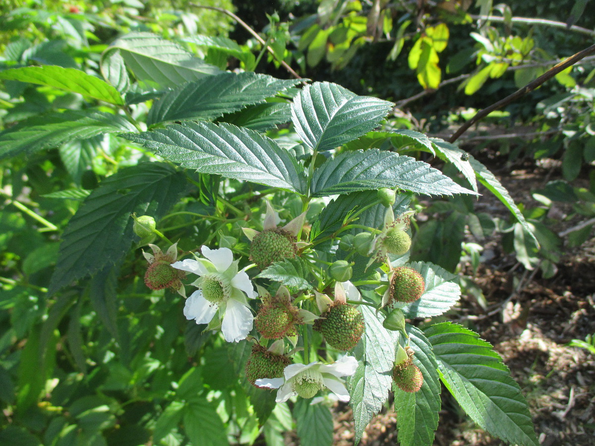 Image of Rubus probus specimen.