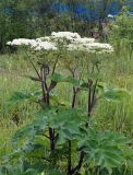 Heracleum dissectum