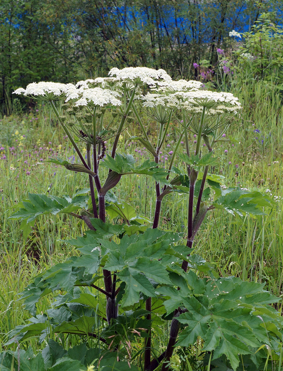 Изображение особи Heracleum dissectum.