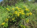 Senna acclinis. Цветущее растение. Австралия, г. Брисбен, пригород Шорнклифф, обрывистый берег залива Мортон. 16.04.2017.