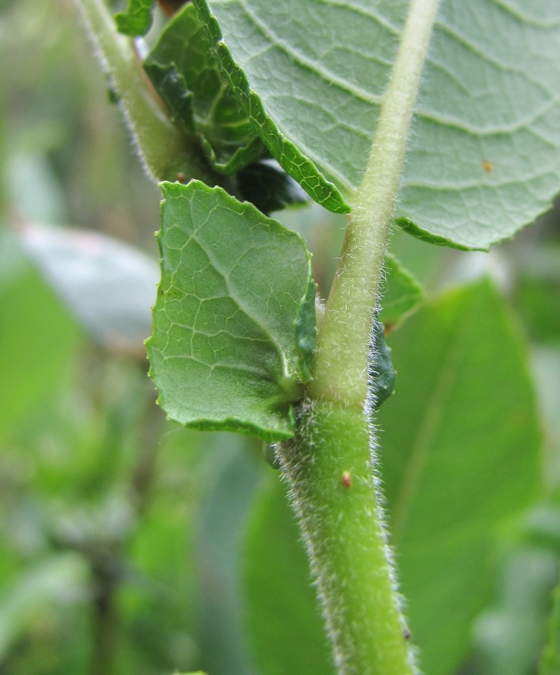 Image of genus Salix specimen.