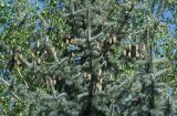 Picea pungens форма glauca. Верхушки веток с шишками. Восточный Казахстан, г. Усть-Каменогорск, парк Жастар, в культуре. 07.05.2017.