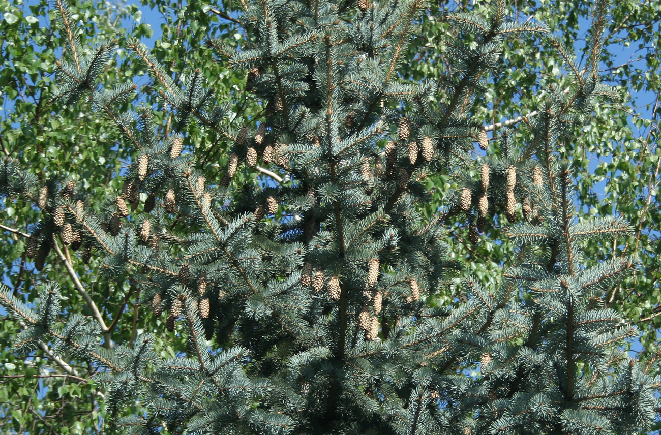 Изображение особи Picea pungens f. glauca.