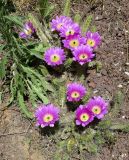 Echinocereus berlandieri