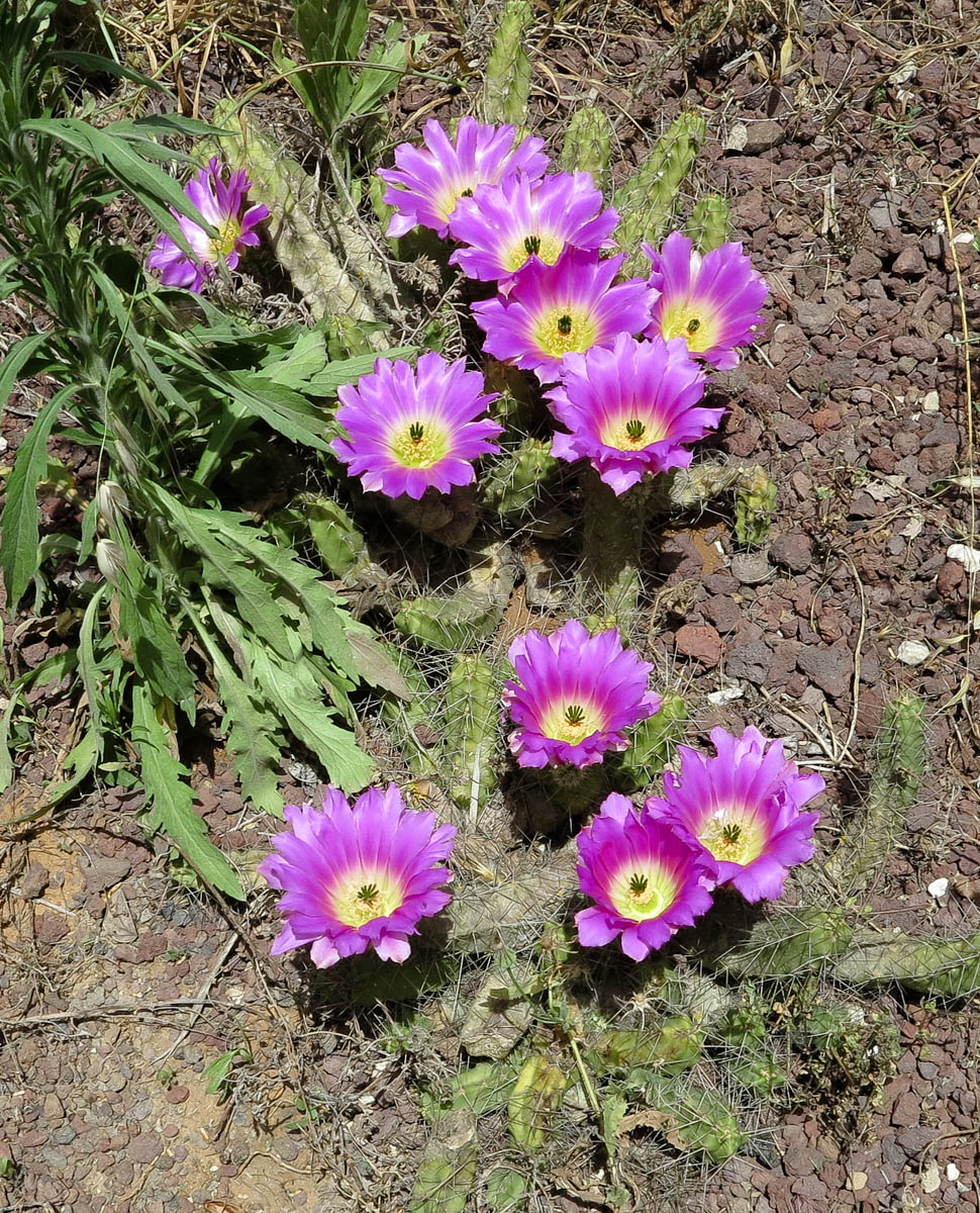 Image of Echinocereus berlandieri specimen.