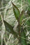 род Crepis. Верхушка побега. Чехия, Оломоуцкий край, природный заповедник Jeseníky, субальпийский луг, выход ключа. 15.06.2017.