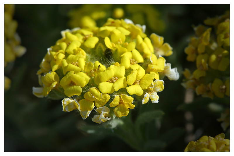 Изображение особи Alyssum lenense.