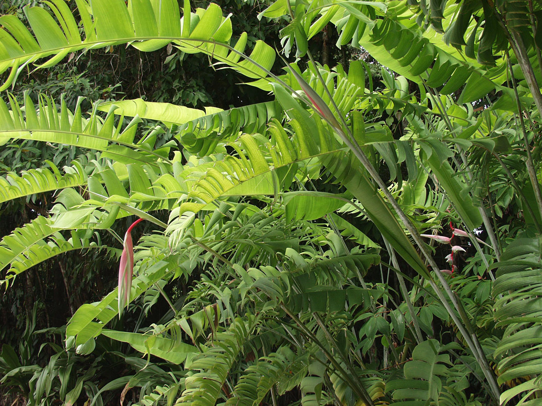 Image of Heliconia chartacea specimen.