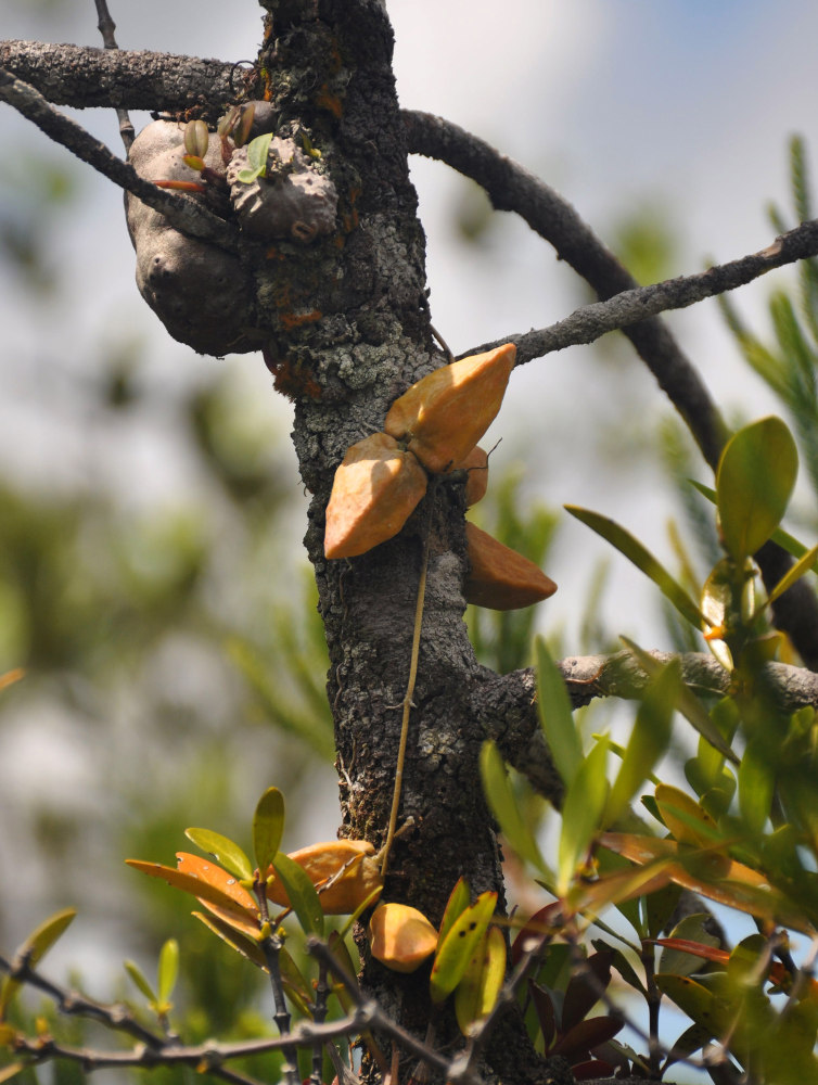 Image of Dischidia major specimen.