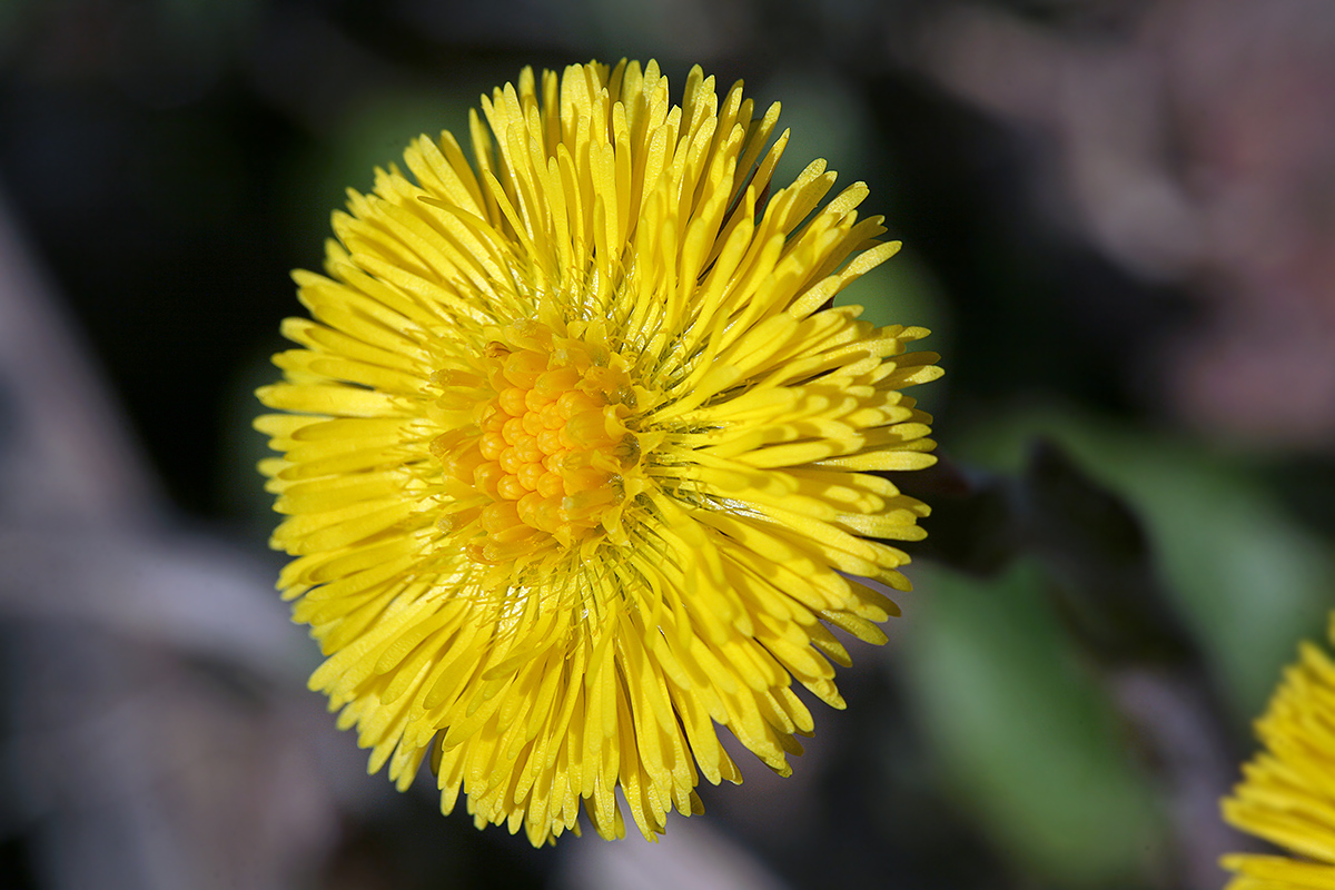 Image of Tussilago farfara specimen.