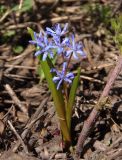 Scilla bifolia