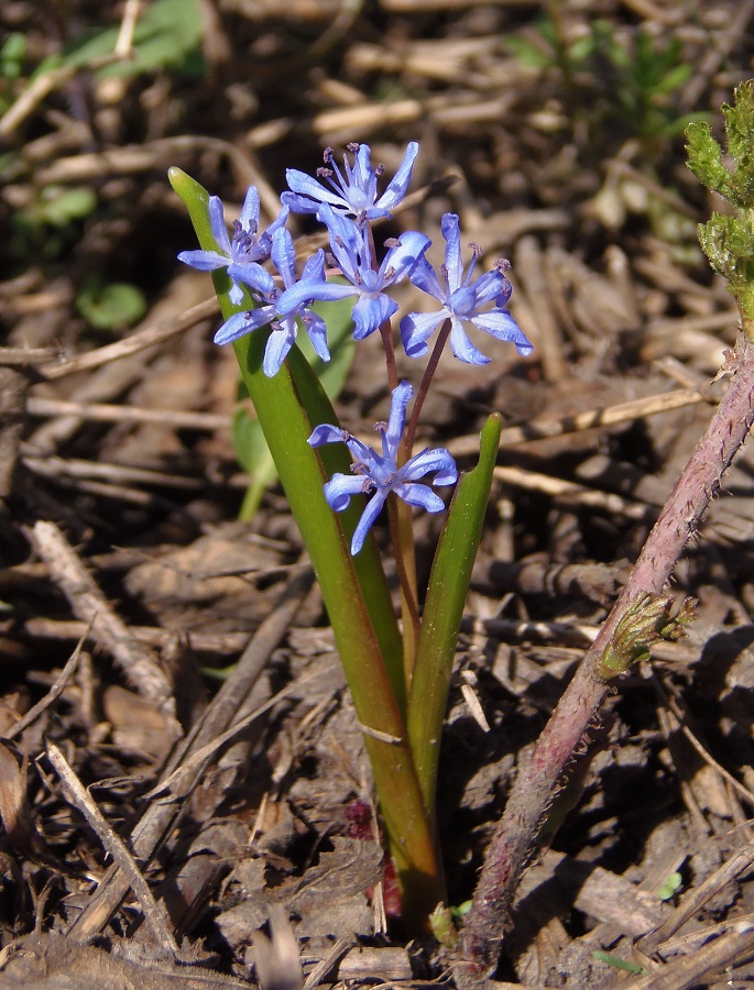 Изображение особи Scilla bifolia.