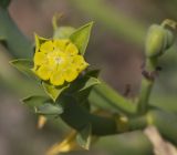 Euphorbia mauritanica