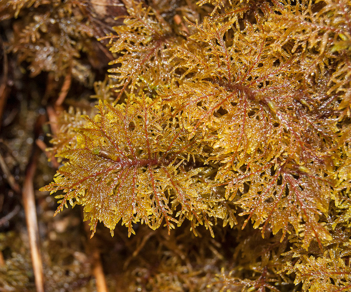 Изображение особи Hylocomium splendens.