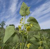 Aristolochia clematitis. Верхушка побега с соцветием. Краснодарский край, Крымский р-н, окр. станицы Гладковская, разнотравный луг. 12.05.2018.