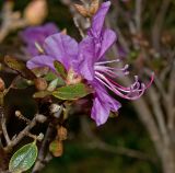 Rhododendron ledebourii. Цветущий побег. Пермский край, пос. Юго-Камский, частное подворье, в культуре (привезено с Алтая, из долины Катуни). 20 мая 2018 г.