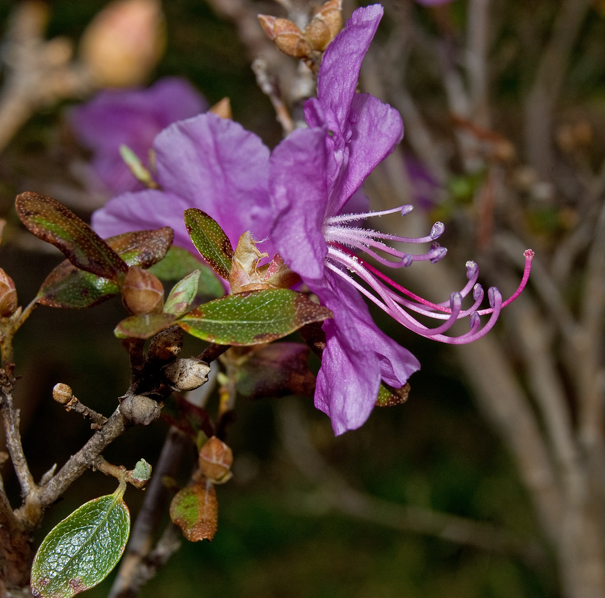 Image of Rhododendron ledebourii specimen.