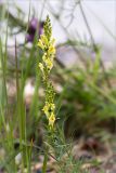 Linaria vulgaris. Верхушка цветущего растения. Карелия, Заонежье, песчано-галечный пляж. 27.07.2017.