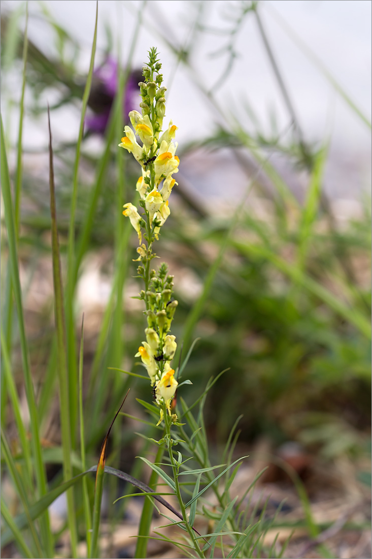 Изображение особи Linaria vulgaris.