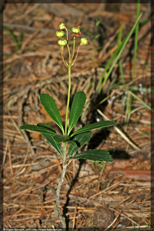 Изображение особи Chimaphila umbellata.