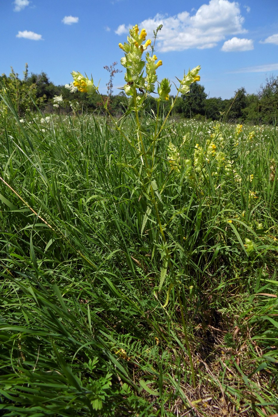 Изображение особи Rhinanthus vernalis.