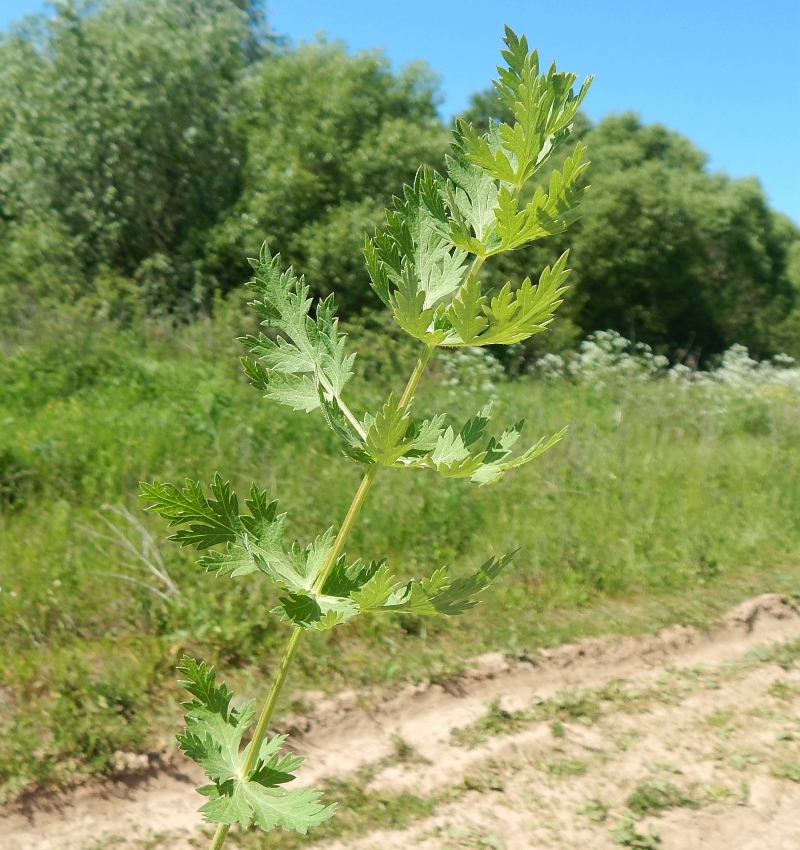 Image of Seseli libanotis specimen.