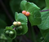 Lonicera caprifolium