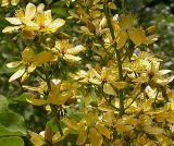 Hypericum