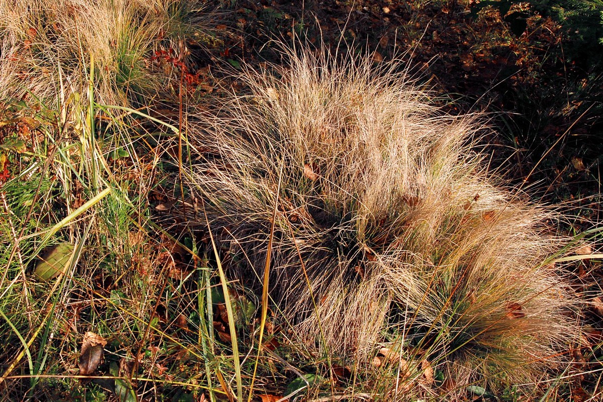 Изображение особи Nardus stricta.