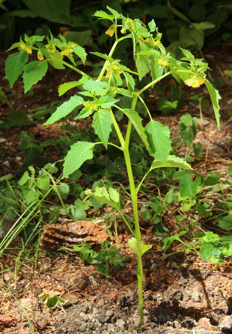 Изображение особи Physalis ixocarpa.