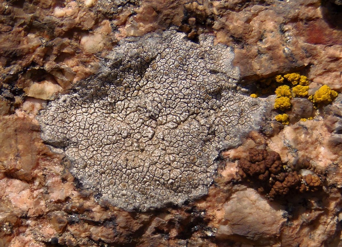 Image of genus Immersaria specimen.