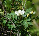 Rosa spinosissima. Часть ветви с цветком и бутоном (видны побеги с шипами и без). Восточный Казахстан, г. Усть-Каменогорск, восточные окр., Лесхоз, склон сопки. 27.05.2018.