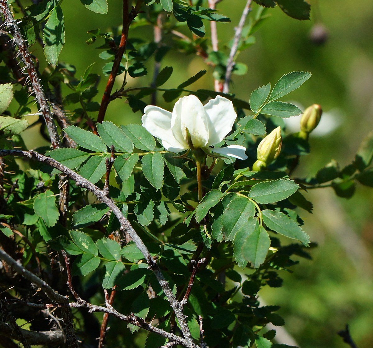 Image of Rosa spinosissima specimen.