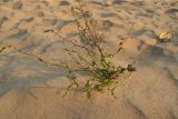 Persicaria hydropiper