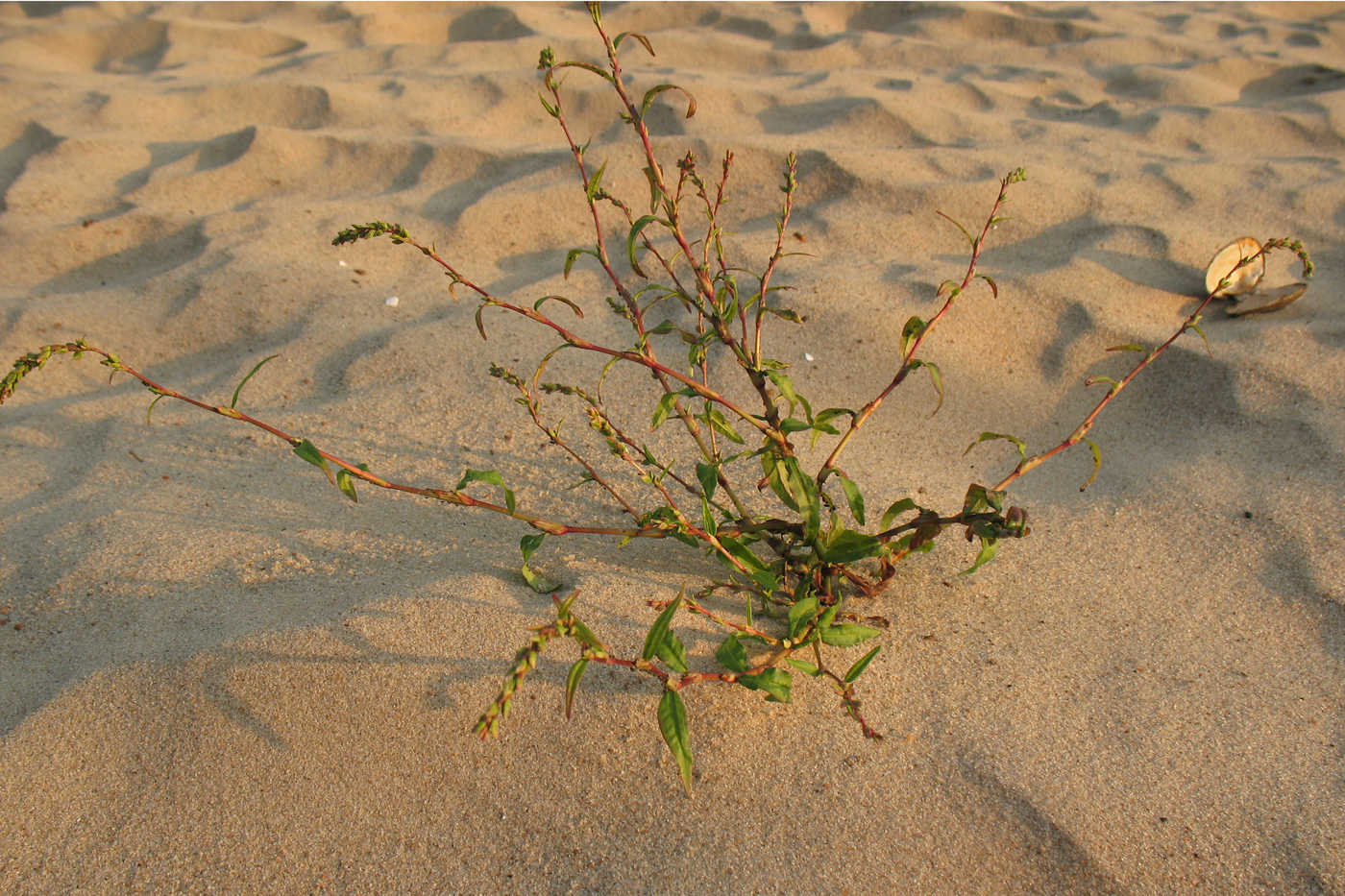 Image of Persicaria hydropiper specimen.