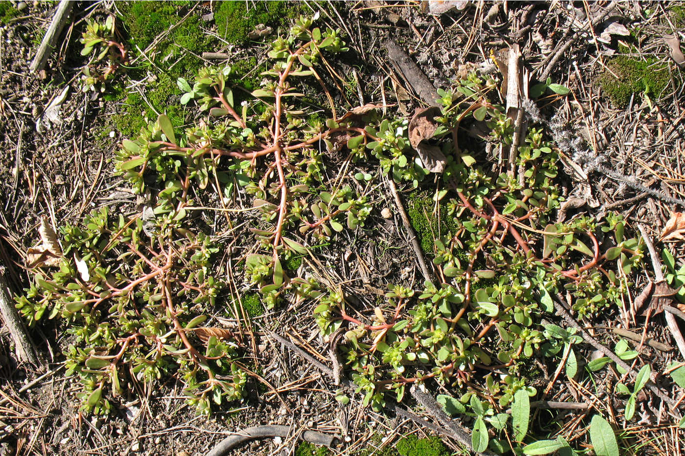 Image of Portulaca oleracea specimen.